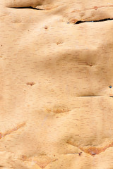 Birch bark texture