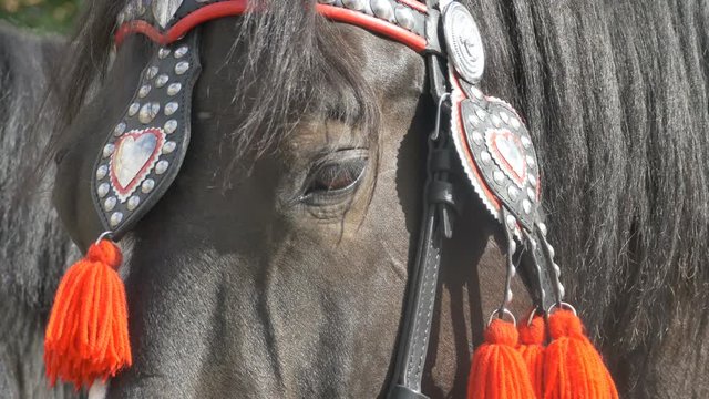Portrait shot of a black horse with parade harness on.