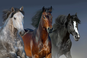 Plakat Horses with long mane portrait run gallop