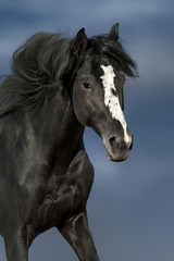 Fototapeta na wymiar Black horse with long mane portrait in motion