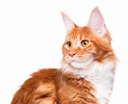 Portrait of domestic red Maine Coon kitten. Beautiful young cat cat looking away. Curious young orange kitty isolated on white background.