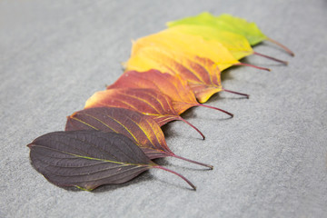 Herbstblätter, Herbstfarben, Farbverlauf