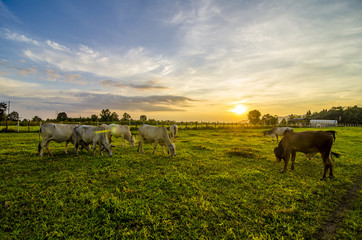 Farm cow on sunrise © kss studio