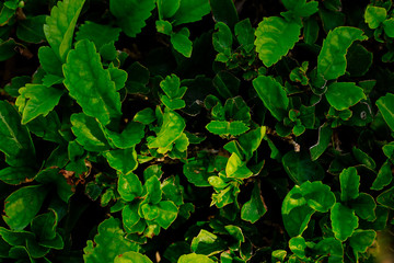 Green plants top view