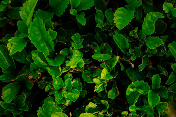 Green plants top view