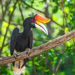 Rhinoceros Hornbil