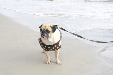 cute pug dog walking on the beach
