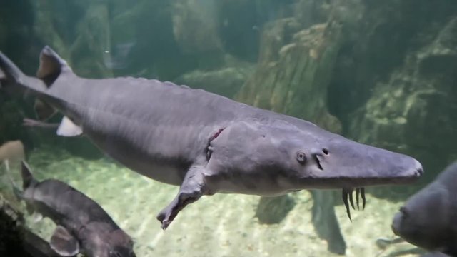 Beluga and other fish in the aquarium. Huso huso. Acipenseridae
