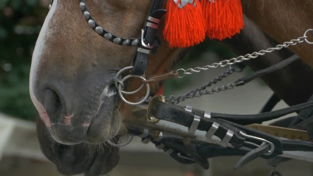Close-up shot of the muzzle of a horse.