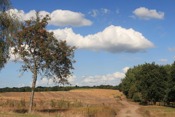 Obraz premium Ritterhude während der Maisernte