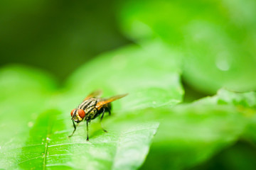 fly on  the green leaf