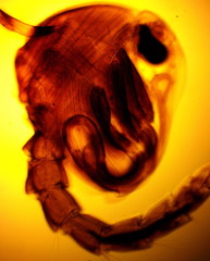 Common house mosquito (Culex pipiens) pupa - permanent slide plate under high magnification