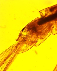 Common house mosquito (Culex pipiens) pupa element - permanent slide plate under high magnification