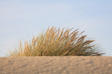 Dune grass, depth view