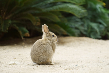 大久野島の 野生のうさぎ