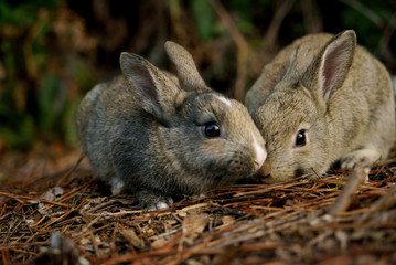 大久野島の野生のうさぎ