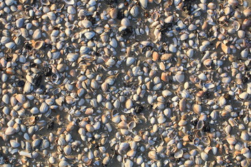 brown shells, top view