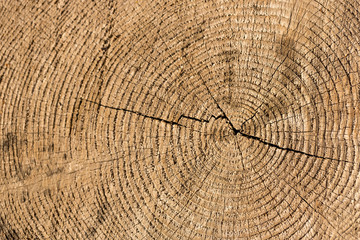 Fototapeta premium Struktur