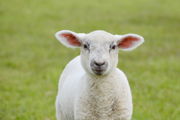 Obraz premium lamb standing on pasture