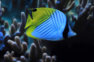 exotic coral fish