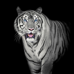 Obrazy na Plexi  biały Tygrys