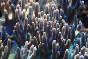 detail of coral sea