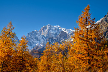 Mont Blanc, autumn colors larches forest with blue sky, Ferret valley, Aosta Valley, italian alps, Italy