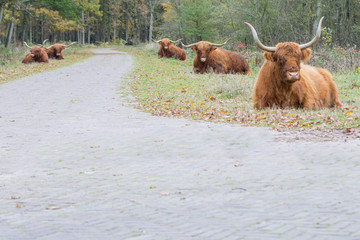 Highland cattle lying by the side of a road