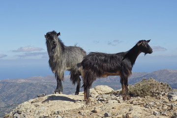 Fototapeta premium Zwei Bergziegen auf Felsen im Dikti-Gebirge, Kreta, Griechenland