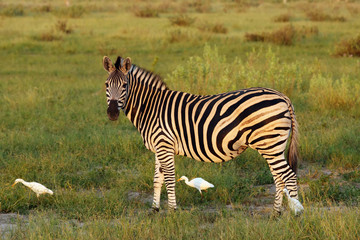 The plains zebra (Equus quagga, formerly Equus burchellii), also known as the common zebra or Burchell's zebra in the sunset