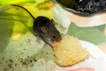 The mouse nibbles a biscuit