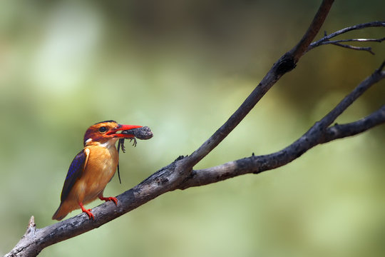 The African pygmy kingfisher (Ispidina picta) with prey in its beak