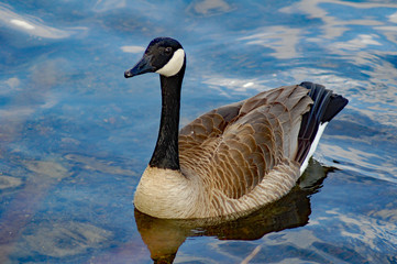 canadian goose in shallow clear water reflecting blue sky