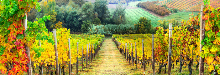 Golden rows of vineyards. Autumn landscape. Italy