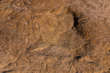 Dinosaur footprints on stone