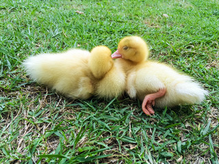Yellow ducklings sleeping.