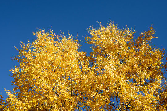 yellow leaves on a brich tree with intense blue sky on the back, autumn yellow colored leaves