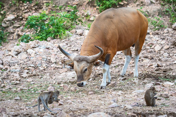 Banteng