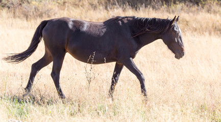 Fototapeta na wymiar a horse in a pasture in the fall