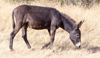 Fototapeta premium donkey in a pasture in the fall