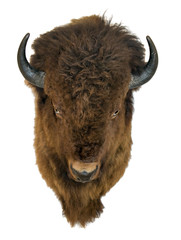 Tête de bison isolée sur fond blanc. Trophée Buffalo accroché au mur.