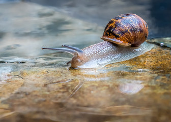 Snail
