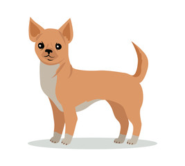 Chihuahua Dog Breed Vector Flat Design Illustration