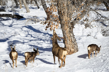 Naklejka premium Zion National Park