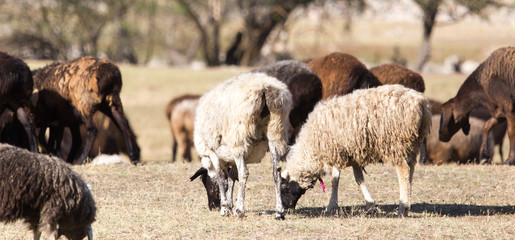 sheep in nature in autumn