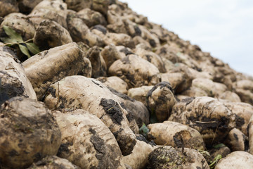 Big mound of freshly harvested sugar beet on the field.