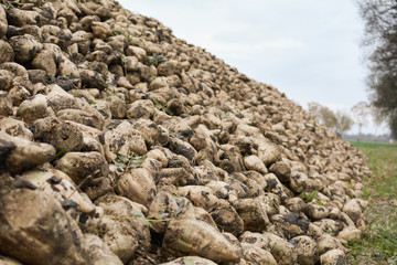 Big mound of freshly harvested sugar beet on the field.