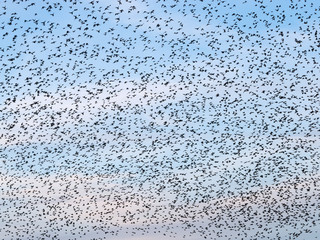 Sky full of starlings during a murmuration.