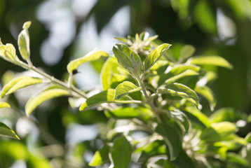 green leaves on the plant in nature