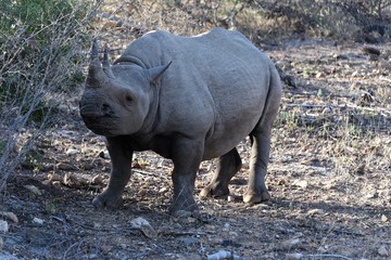 Naklejka premium Breitmaulnashorn in Südafrika